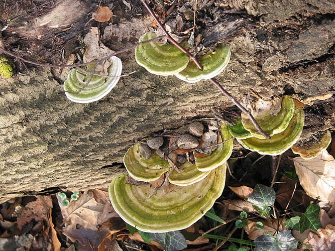 Trametes gibbosa &copy; <a href="//commons.wikimedia.org/wiki/User:Jean-Pol_GRANDMONT" title="User:Jean-Pol GRANDMONT">Jean-Pol GRANDMONT</a>