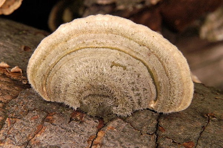Trametes hirsuta &copy; James Lindsey