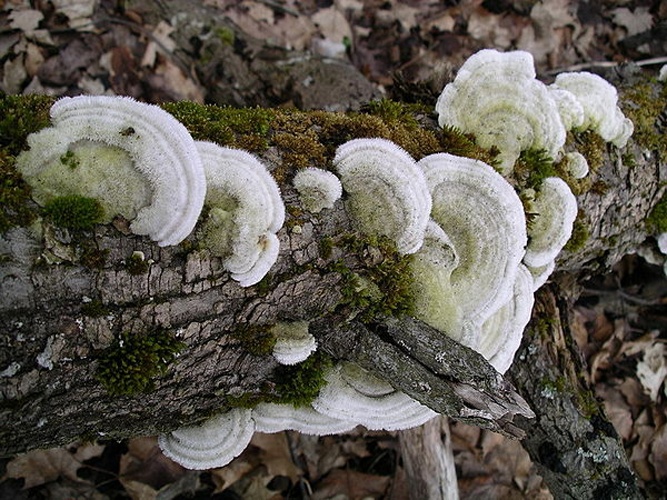 Trametes pubescens © 