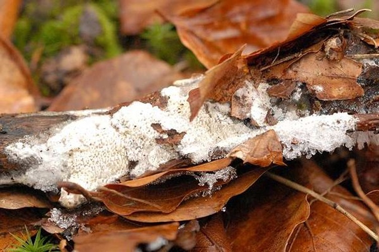 Trechispora mollusca &copy; James K. Lindsey