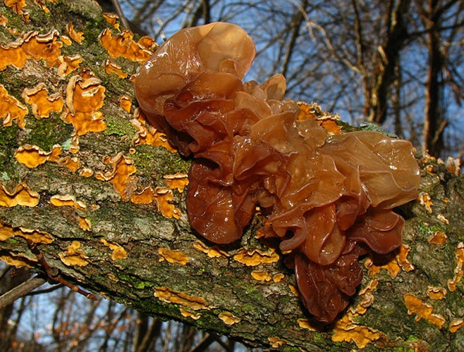 Tremella foliacea &copy; This image was created by user <a rel="nofollow" class="external text" href="https://mushroomobserver.org/observer/show_user/439">Dan Molter (shroomydan)</a> at <a rel="nofollow" class="external text" href="https://mushroomobserver.org">Mushroom Observer</a>, a source for mycological images.<br>You can contact this user <a rel="nofollow" class="external text" href="https://mushroomobserver.org/observer/ask_user_question/439">here</a>.