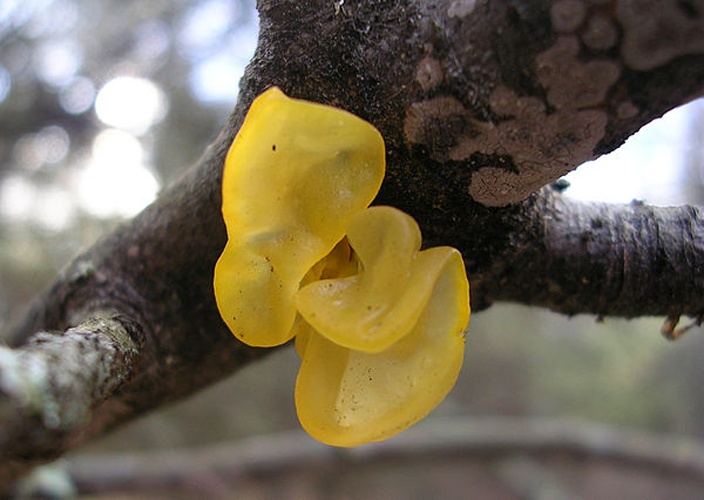 Tremella mesenterica &copy; J. Carmichael