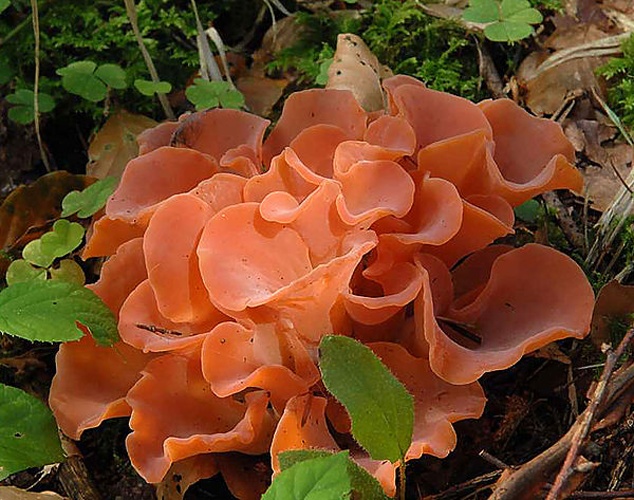 Guepinia helvelloides &copy; <ul>
<li>
<a href="//commons.wikimedia.org/wiki/File:R%C3%B6tlicher_Gallerttrichterling.jpg" title="File:Rötlicher Gallerttrichterling.jpg">Rötlicher_Gallerttrichterling.jpg</a>: <a href="//commons.wikimedia.org/w/index.php?title=User:Gerizo&amp;action=edit&amp;redlink=1" class="new" title="User:Gerizo (page does not exist)">Gerizo</a>
</li>
<li>derivative work: <a href="//commons.wikimedia.org/w/index.php?title=User:Ak_ccm&amp;action=edit&amp;redlink=1" class="new" title="User:Ak ccm (page does not exist)">Ak ccm</a>
</li>
</ul>