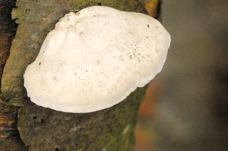 Tyromyces chioneus © James K. Lindsey