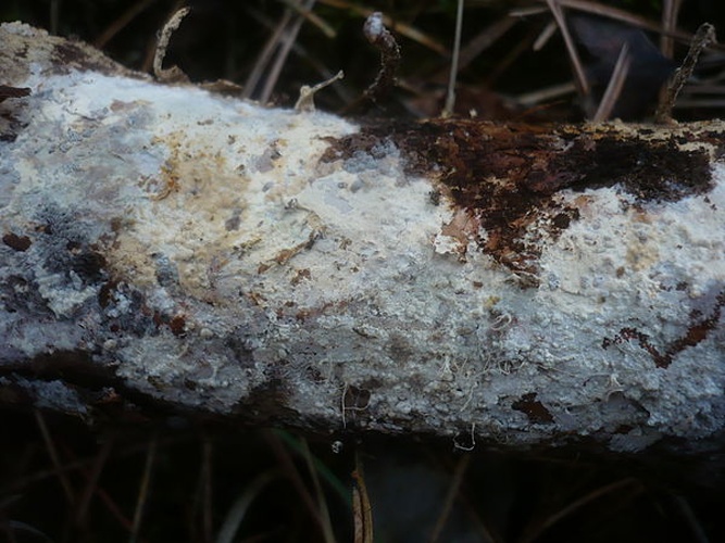 Vararia ochroleuca © <a rel="nofollow" class="external text" href="https://mushroomobserver.org/observer/show_user/1093">Gerhard Koller (Gerhard)</a>