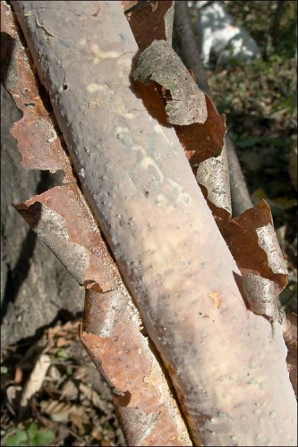 Vuilleminia comedens &copy; Amadej Trnkoczy (amadej)