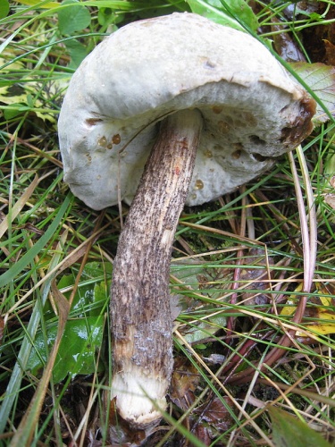 Hypomyces chrysospermus © <a href="//commons.wikimedia.org/w/index.php?title=User:Sasata&amp;action=edit&amp;redlink=1" class="new" title="User:Sasata (page does not exist)">Sasata</a>