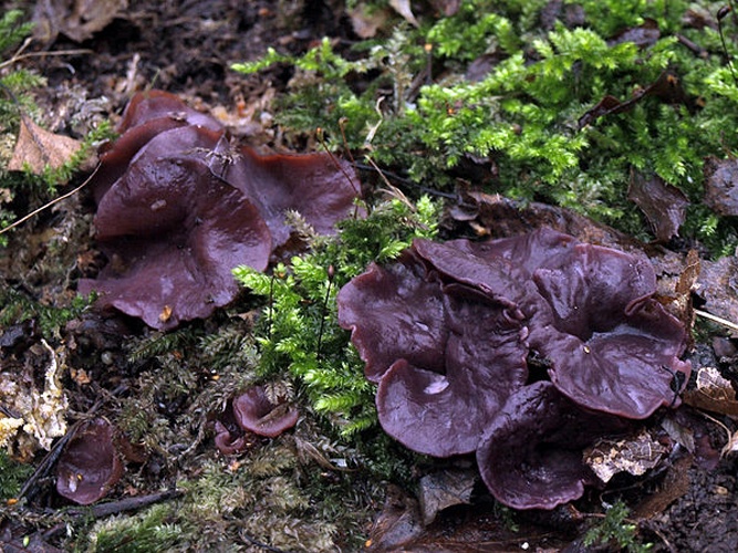 Ascocoryne cylichnium © <a href="//commons.wikimedia.org/w/index.php?title=User:Grzegorz_%22Spike%22_Rendchen&amp;action=edit&amp;redlink=1" class="new" title='User:Grzegorz "Spike" Rendchen (page does not exist)'>Grzegorz "Spike" Rendchen</a>