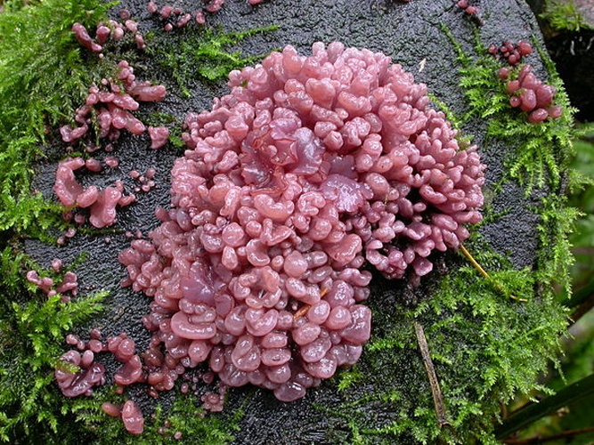 Ascocoryne sarcoides © <a rel="nofollow" class="external text" href="https://mushroomobserver.org/observer/show_user/1282">Daryl Thompson</a>