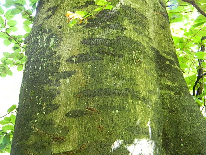 Ascodichaena rugosa &copy; <a href="//commons.wikimedia.org/w/index.php?title=User:Jugr%C3%BC&amp;action=edit&amp;redlink=1" class="new" title="User:Jugrü (page does not exist)">Jugrü</a>