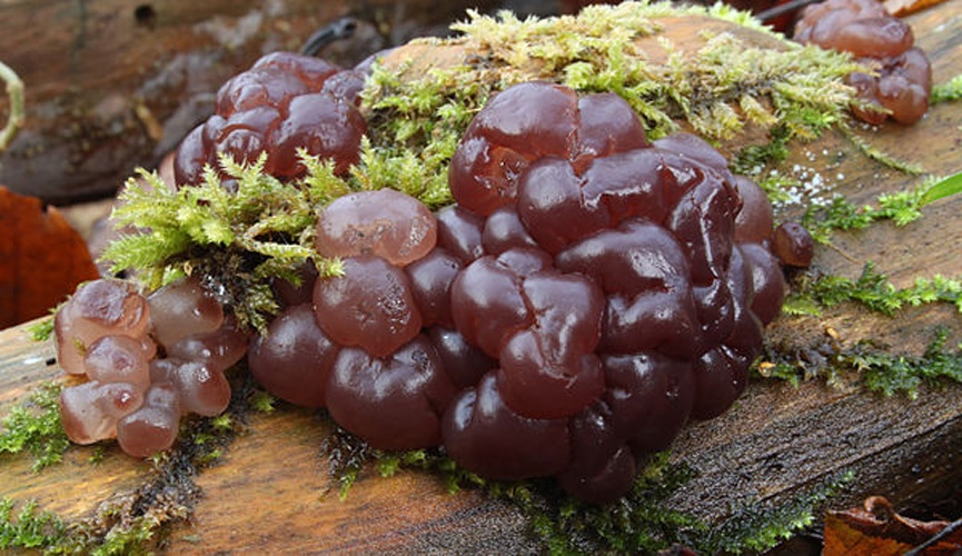 Ascotremella faginea © <a href="//commons.wikimedia.org/wiki/User:Holleday" title="User:Holleday">H. Krisp</a>