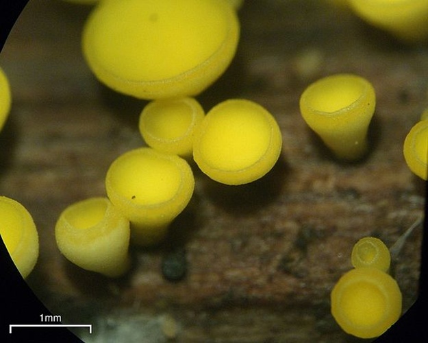 Bisporella citrina © <a rel="nofollow" class="external text" href="https://www.flickr.com/people/7147684@N03">Jason Hollinger</a>