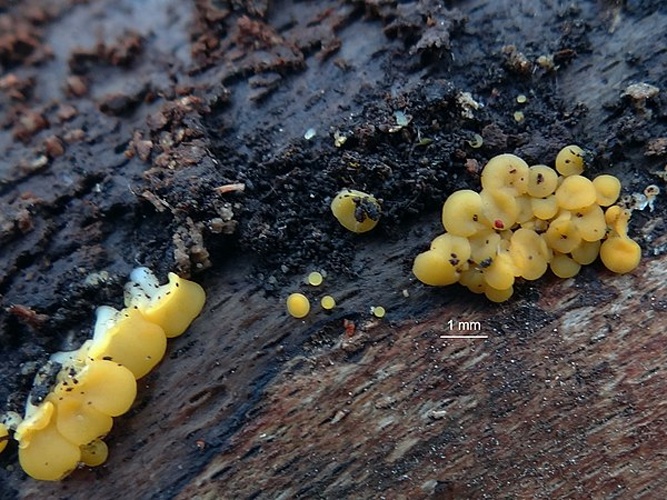 Bisporella sulfurina © <a href="//commons.wikimedia.org/wiki/User:Selso" title="User:Selso">Jerzy Opioła</a>