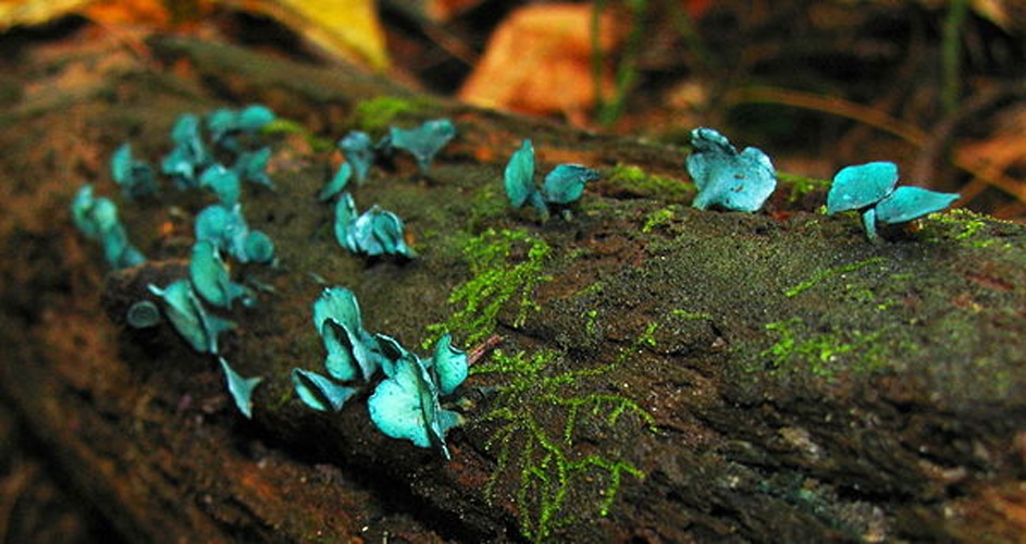 Chlorociboria aeruginascens © Dan Molter (shroomydan)