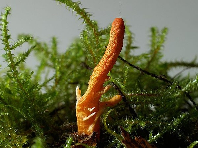 Cordyceps militaris © No machine-readable author provided. <a href="//commons.wikimedia.org/wiki/User:Hagen_Graebner" title="User:Hagen Graebner">Hagen Graebner</a> assumed (based on copyright claims).
