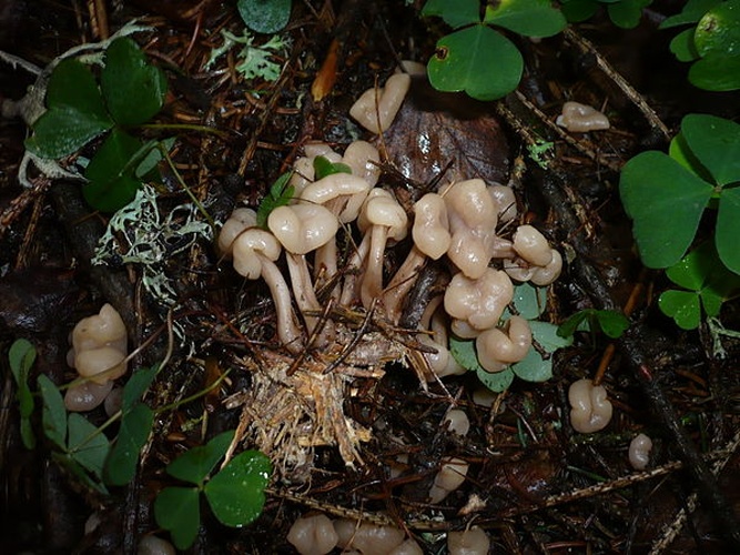 Cudonia confusa &copy; Gerhard Koller (Gerhard)