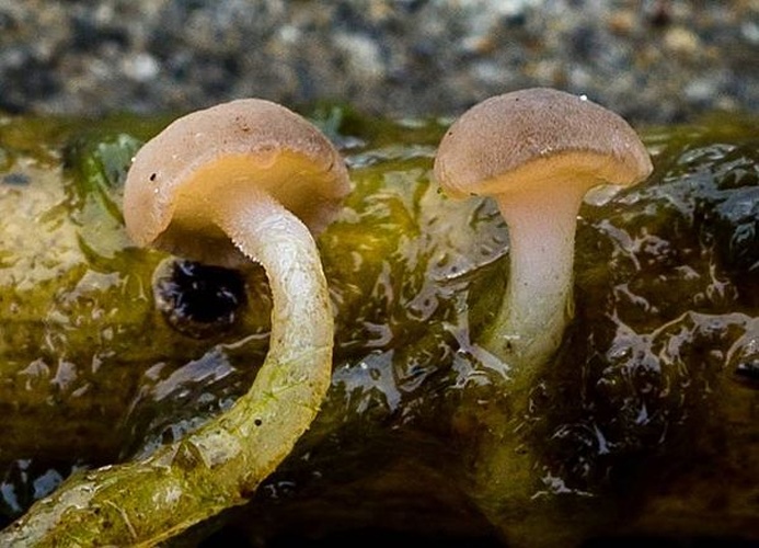 Cudoniella clavus &copy; Sava Krstic (sava)