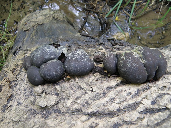 Daldinia concentrica © <a href="//commons.wikimedia.org/wiki/User:J_Milburn" title="User:J Milburn">J Milburn</a>