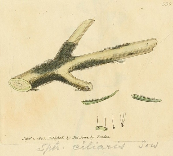 Diaporthe eres © <a href="//commons.wikimedia.org/wiki/James_Sowerby" title="James Sowerby">James Sowerby</a>