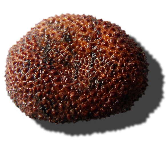 Elaphomyces granulatus &copy; <a href="//commons.wikimedia.org/wiki/User:Lamiot" title="User:Lamiot">Lamiot</a>