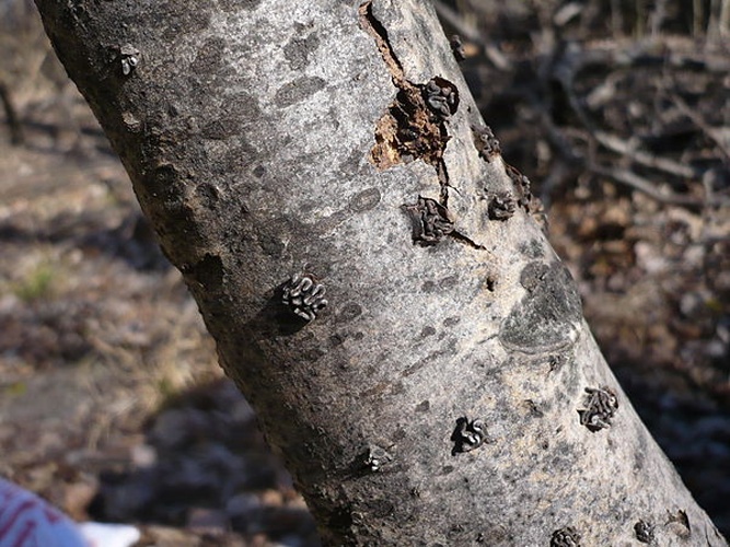 Encoelia fascicularis © This image was created by user <a rel="nofollow" class="external text" href="https://mushroomobserver.org/observer/show_user/1093">Gerhard Koller (Gerhard)</a> at <a rel="nofollow" class="external text" href="https://mushroomobserver.org">Mushroom Observer</a>, a source for mycological images.<br>You can contact this user <a rel="nofollow" class="external text" href="https://mushroomobserver.org/observer/ask_user_question/1093">here</a>.