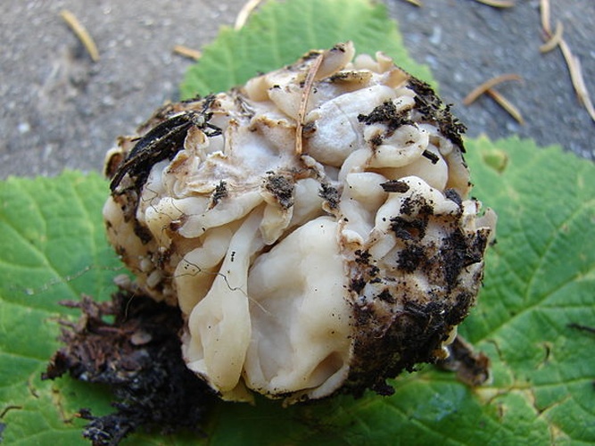 Geopora cooperi © user: jrussula