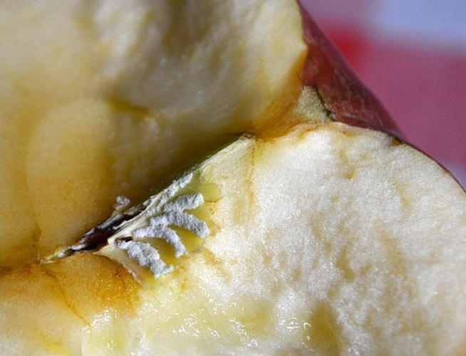 Gibberella avenacea &copy; <a href="//commons.wikimedia.org/wiki/User:Popolon" title="User:Popolon">Popolon</a>