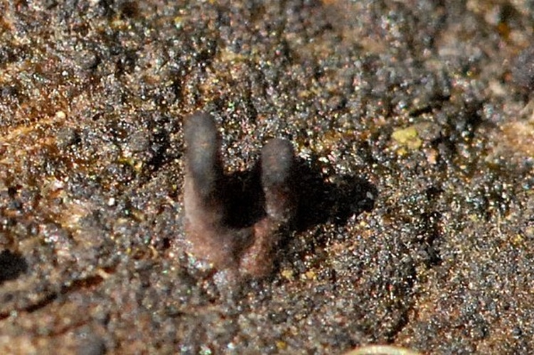 Glyphium elatum © James Lindsey