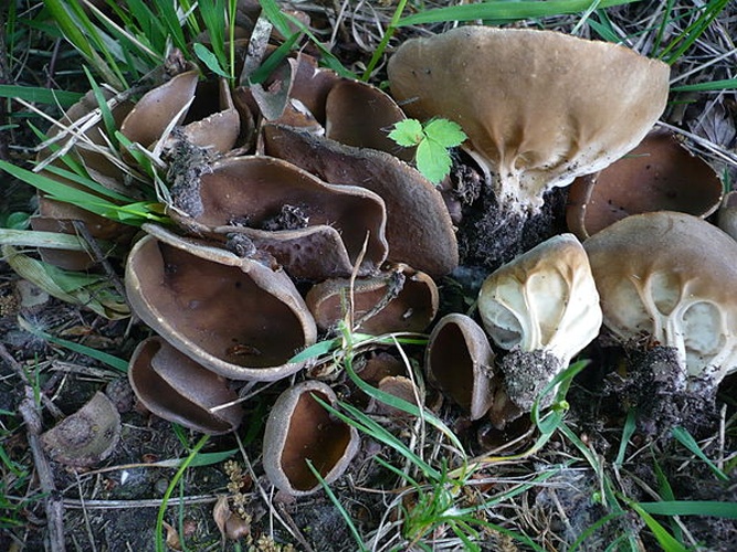 Helvella acetabulum © This image was created by user <a rel="nofollow" class="external text" href="https://mushroomobserver.org/observer/show_user/1093">Gerhard Koller (Gerhard)</a> at <a rel="nofollow" class="external text" href="https://mushroomobserver.org">Mushroom Observer</a>, a source for mycological images.<br>You can contact this user <a rel="nofollow" class="external text" href="https://mushroomobserver.org/observer/ask_user_question/1093">here</a>.