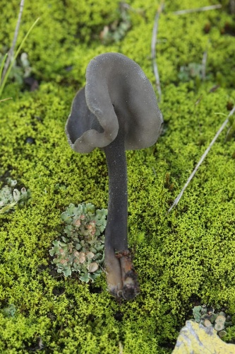 Helvella atra &copy; <a rel="nofollow" class="external text" href="https://www.flickr.com/people/40948266@N04">Björn S...</a>