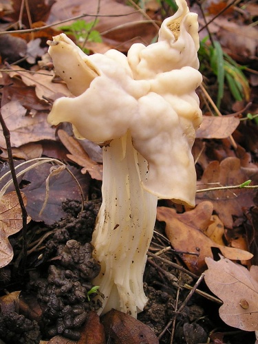 Helvella crispa &copy; 