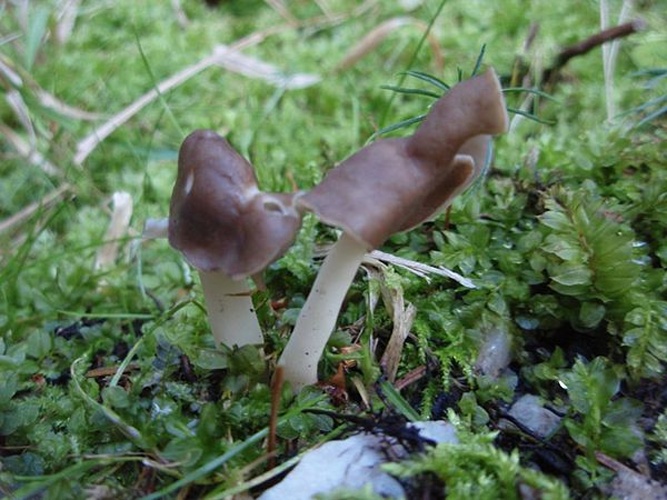 Helvella elastica © <a href="//commons.wikimedia.org/wiki/User:Horst74" class="mw-redirect" title="User:Horst74">Horst74</a>