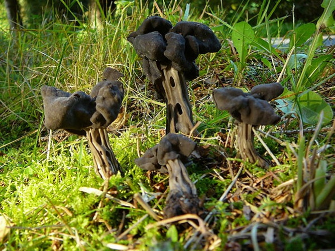 Helvella lacunosa &copy; <a href="//commons.wikimedia.org/w/index.php?title=User:Vavrin&amp;action=edit&amp;redlink=1" class="new" title="User:Vavrin (page does not exist)">Vavrin</a>