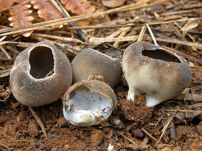 Helvella leucomelaena © Ron Pastorino