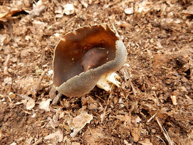 Helvella solitaria © Bob O'Kennon