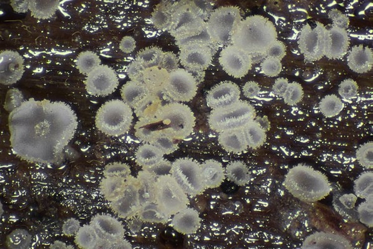 Hyaloscypha aureliella © This image was created by user <a rel="nofollow" class="external text" href="https://mushroomobserver.org/observer/show_user/6459">German.Basidiomycetes</a> at <a rel="nofollow" class="external text" href="https://mushroomobserver.org">Mushroom Observer</a>, a source for mycological images.<br>You can contact this user <a rel="nofollow" class="external text" href="https://mushroomobserver.org/observer/ask_user_question/6459">here</a>.