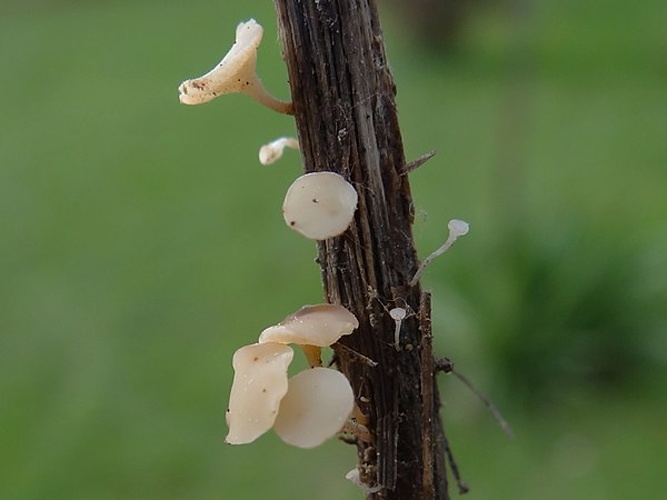 Hymenoscyphus herbarum © <a href="//commons.wikimedia.org/wiki/User:Selso" title="User:Selso">Jerzy Opioła</a>