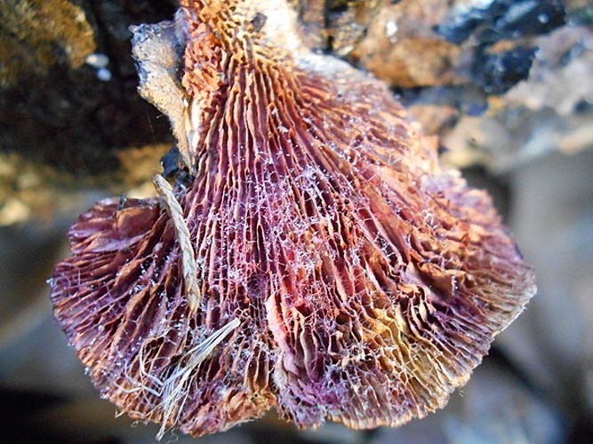 Hypomyces aurantius © This image was created by user <a rel="nofollow" class="external text" href="https://mushroomobserver.org/observer/show_user/10569">David Tate (DavidTate)</a> at <a rel="nofollow" class="external text" href="https://mushroomobserver.org">Mushroom Observer</a>, a source for mycological images.<br>You can contact this user <a rel="nofollow" class="external text" href="https://mushroomobserver.org/observer/ask_user_question/10569">here</a>.