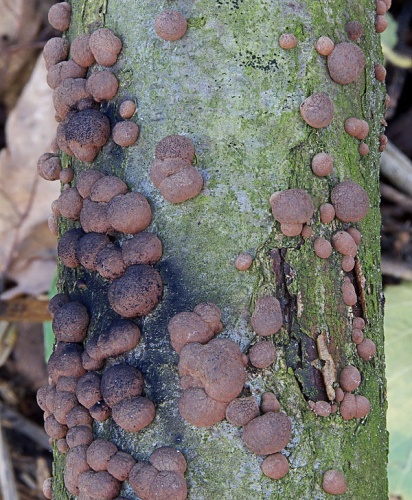 Hypoxylon fuscum © <a href="//commons.wikimedia.org/wiki/User:Rasbak" title="User:Rasbak">Rasbak</a>