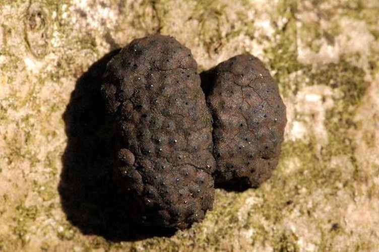 Hypoxylon multiforme © James K. Lindsey
