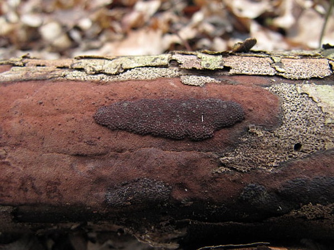 Hypoxylon rubiginosum &copy; <a href="//commons.wikimedia.org/wiki/User:Toffel" title="User:Toffel">Toffel</a>