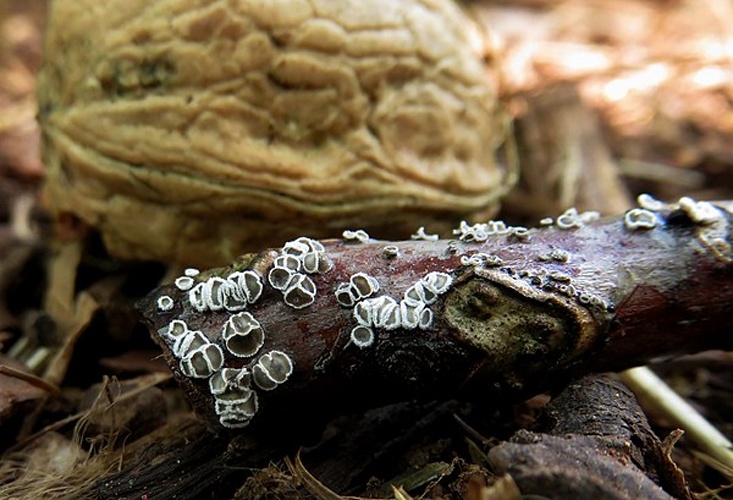 Lachnella villosa © Iskra Kajevska