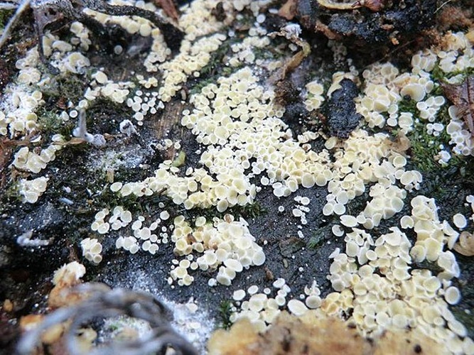 Lachnum impudicum © This image was created by user <a rel="nofollow" class="external text" href="https://mushroomobserver.org/observer/show_user/5809">Eike H.</a> at <a rel="nofollow" class="external text" href="https://mushroomobserver.org">Mushroom Observer</a>, a source for mycological images.<br>You can contact this user <a rel="nofollow" class="external text" href="https://mushroomobserver.org/observer/ask_user_question/5809">here</a>.