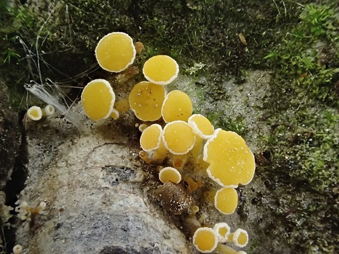 Lachnum pygmaeum © This image was created by user <a rel="nofollow" class="external text" href="https://mushroomobserver.org/observer/show_user/6459">German.Basidiomycetes</a> at <a rel="nofollow" class="external text" href="https://mushroomobserver.org">Mushroom Observer</a>, a source for mycological images.<br>You can contact this user <a rel="nofollow" class="external text" href="https://mushroomobserver.org/observer/ask_user_question/6459">here</a>.