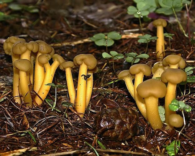 Leotia lubrica &copy; This image was created by user <a rel="nofollow" class="external text" href="https://mushroomobserver.org/observer/show_user/745">clancy</a> at <a rel="nofollow" class="external text" href="https://mushroomobserver.org">Mushroom Observer</a>, a source for mycological images.<br>You can contact this user <a rel="nofollow" class="external text" href="https://mushroomobserver.org/observer/ask_user_question/745">here</a>.