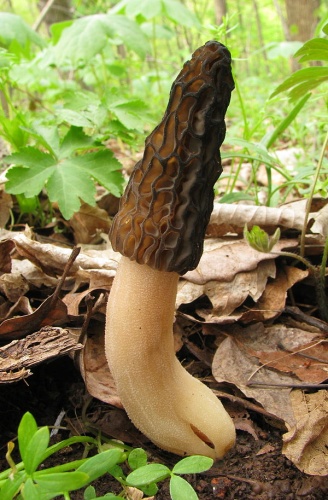 Morchella angusticeps © This image was created by user <a rel="nofollow" class="external text" href="https://mushroomobserver.org/observer/show_user/439">Dan Molter (shroomydan)</a> at <a rel="nofollow" class="external text" href="https://mushroomobserver.org">Mushroom Observer</a>, a source for mycological images.<br>You can contact this user <a rel="nofollow" class="external text" href="https://mushroomobserver.org/observer/ask_user_question/439">here</a>.