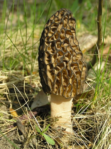 Morchella conica © <a href="//commons.wikimedia.org/wiki/User:Beentree" title="User:Beentree">Beentree</a>