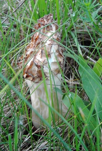 Morchella crassipes © <a href="//commons.wikimedia.org/w/index.php?title=User:Eume&amp;action=edit&amp;redlink=1" class="new" title="User:Eume (page does not exist)">Eume</a>