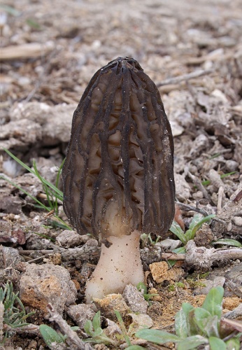 Morchella elata © <a href="//commons.wikimedia.org/wiki/User:Holleday" title="User:Holleday">H. Krisp</a>