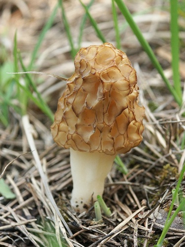 Common morel &copy; <a href="//commons.wikimedia.org/wiki/User:BerndH" title="User:BerndH">Bernd Haynold</a>